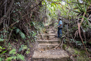 Sumatran guide on steps through the jungle, Mount Sibayak, North Sumatra, Indonesia
