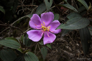 Pink Indian Rhododendron flower, Mount Sibayak, North Sumatra, Indonesia