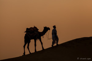 Walk the Camel