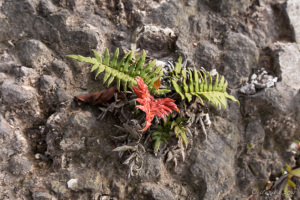 Ferns on the Wall, Mount Sibayak, North Sumatra, Indonesia