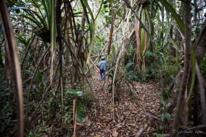 Sumatran guide on a Path through the Jungle, Mount Sibayak, North Sumatra, Indonesia