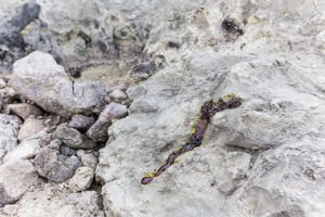 Burning Sulphur, , Mount Sibayak, North Sumatra, Indonesia