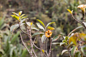 Yellow-brown Flowers, Mount Sibayak, North Sumatra, Indonesia