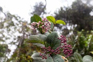 pink Flowers and Berries, Mount Sibayak, North Sumatra, Indonesia