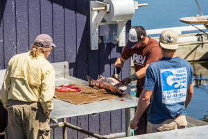 Men cleaning fish on a dock, Tofino BC