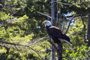 Bald Eagle in the trees, Clayoquot Sound, BC