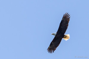Bald Eagle flying, Clayoquot Sound, BC
