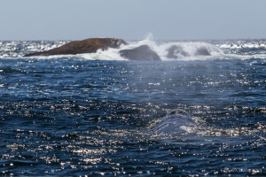 Dark waters, Nasal Opening - Humpback Whale with some spray, Clayoquot Sound, BC.