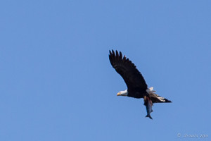 Bald Eagle (Haliaeetus Leucocephalus) flying with a Fish, Clayoquot Sound, BC.