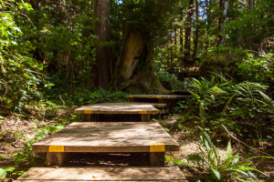 Boardwalk steps into the woods, Hot Springs Cove, Maquinna Marine Provincial Park BC