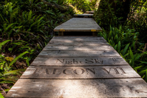 Boardwalk Into the woods, Hot Springs Cove, Maquinna Marine Provincial Park BC