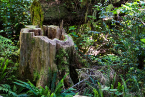 Hollow Stump in the woods, Hot Springs Cove, Maquinna Marine Provincial Park BC