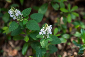 Delicate white Flowers, Nan Putuo Temple, Xiamen, Fujian Province, China