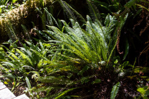 Sunlit ferns in the woods, Hot Springs Cove, Maquinna Marine Provincial Park BC