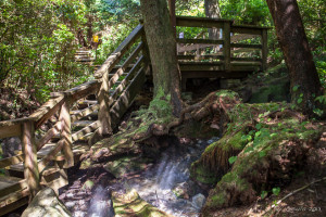 Boardwalk In the woods, Hot Springs Cove, Maquinna Marine Provincial Park BC