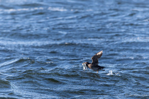 Rhinoceros Auklet (Cerorhinca Monocerata) with fish in it's mouth, Tofino BC