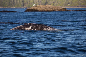 The barnacled back of a humpback whale in the rocky waters of Clayoquot Sound, BC