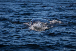 back of a humpback whale in the rocky waters of Clayoquot Sound, BC