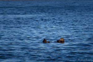 North American River Otter (Lontra Canadensis) floating on his back, Tofino BC