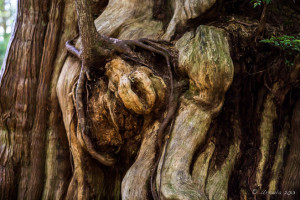 Knotty Trunk, Hot Springs Cove, Maquinna Marine Provincial Park BC