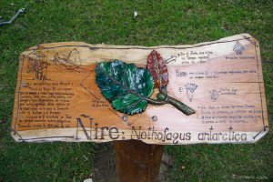 Sign board in Spanish: Ñire (Nothofagus antarctica), Patagonia Argentina