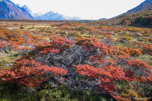 Autumn Colours, Patagonia Argentina