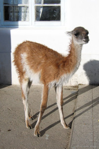 Guanaco Baby at a roadster, Patagonia Argentina