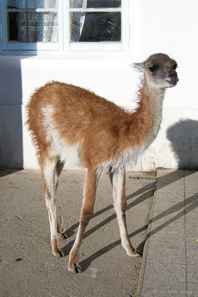 Guanaco Baby at a roadster, Patagonia