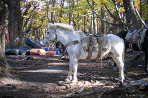 White pony at a camp, Patagonia Argentina