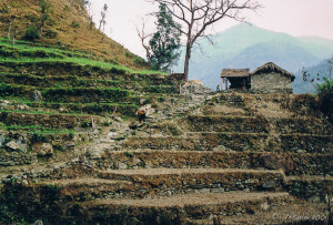 Rocky Terraces, the Annapurnas, Nepal