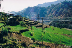 Rice Terraces, Naya Phul, the Annapurnas, Nepal