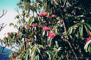 Rhododendron forest in bloom, Annapurnas, Nepal