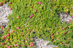 Calafate berry ground cover, Patagonia Argentina