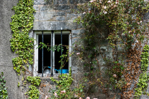 Ivy and roses around a kitchen Window, Birr Castle, Co Offaly, Ireland