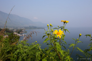 Mexican Sunflowers (Tithonia diversifolia), Samosir Island, North Sumatra
