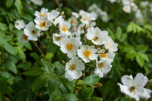 Field-Roses (Rosa arvensis), Birr Castle Demesne, Co Offaly, Ireland
