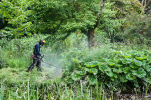 Gardener spraying in the Birr Castle Demesne, Co Offaly, Ireland
