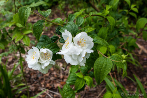 Summer White Blossoms in the Birr Castle Demesne, Co Offaly, Ireland