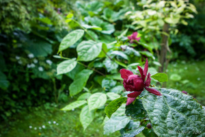 Purple Flowers in the Birr Castle Demesne, Co Offaly, Ireland