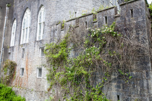 Dog-roses (Rosa canina) climbing Birr Castle walls, Co Offaly, Ireland