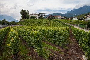 Tidy Vineyards around Aigle, Vaud, Switzerland