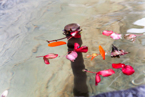 Flower petals in the waters of Fontaine Rue Colomb, Fountain 25, Aigle, Switzerland