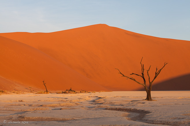 Solitary Tree, Red dune, Deadvlei, Namib-Naukluft Park, Namibia