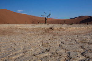 Parched Clay and dead trees, Deadvlei, Namib-Naukluft Park, Namibia