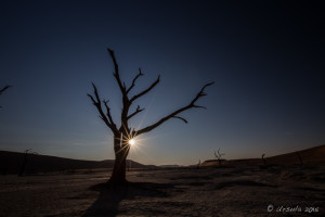 Dead tree silhouetted in the late afternoon sun, Deadvlei, Namib-Naukluft Park, Namibia