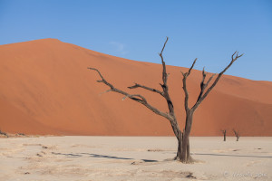Dead Camel Thorn Tree, Deadvlei, Namib-Naukluft Park, Namibia