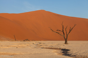 Dead Camel Thorn Tree, Deadvlei, Namib-Naukluft Park, Namibia