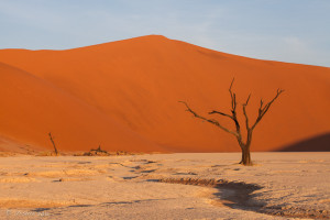 Solitary Tree, Red dune, Deadvlei, Namib-Naukluft Park, Namibia