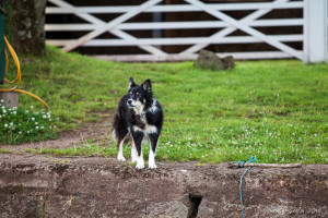 Black and white collie, Tiverton, Devon UK