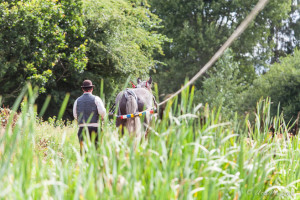Man and shire horse behind tall water-grasses, , Tiverton Canal, Devon UK